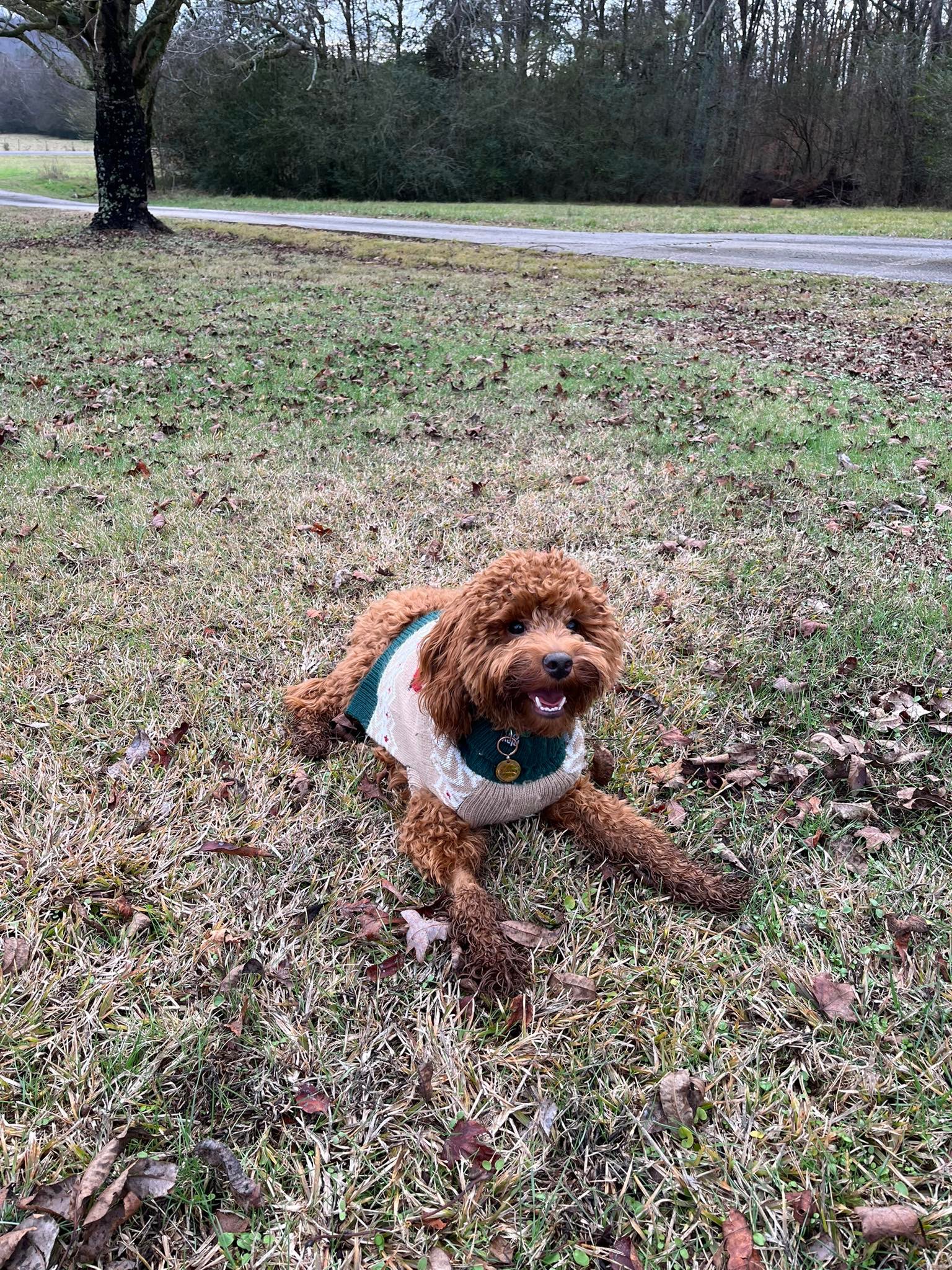 Winston, Katie's dog